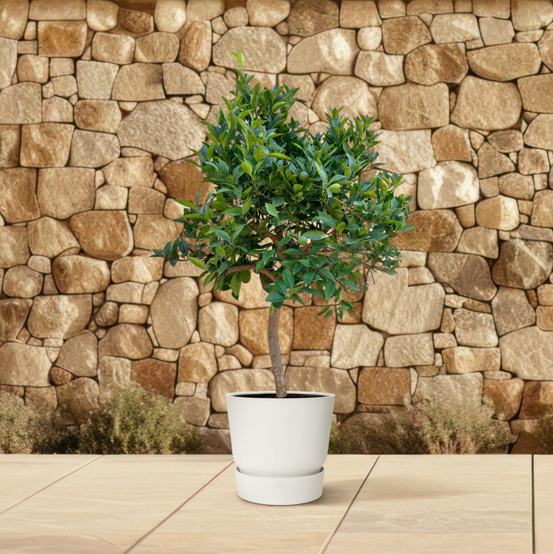 Sinaasappelboom - 200 cm - ø40 - Buitenplant