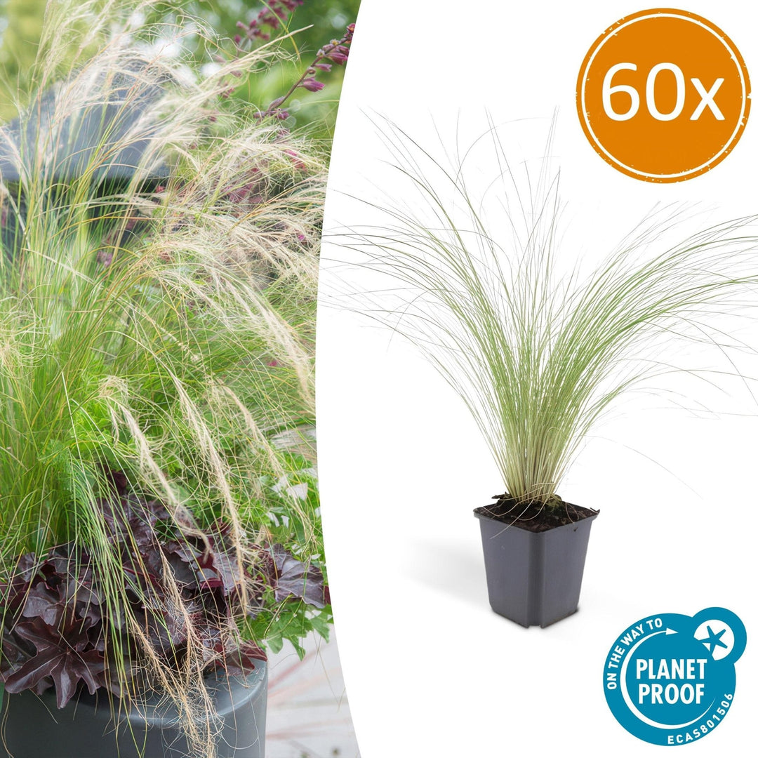 Stipa Tenuissima 'Ponytails' - 20cm - Kamerplant Kopen