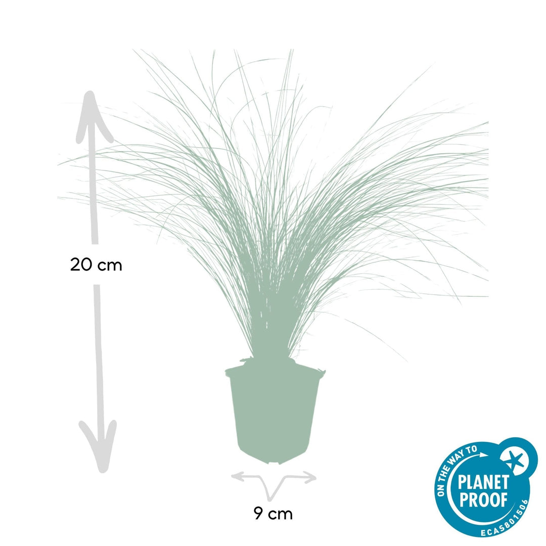 Stipa Tenuissima 'Ponytails' - 20cm - Kamerplant Kopen