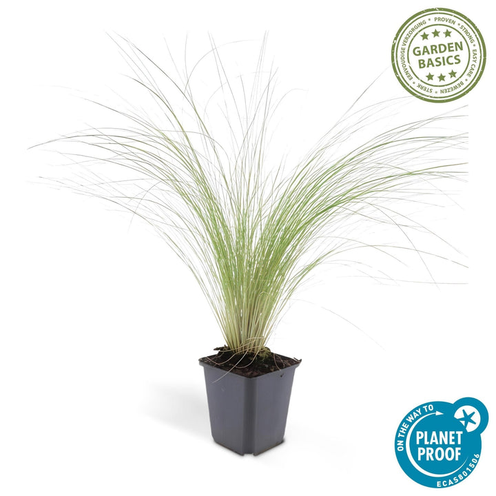 Stipa Tenuissima 'Ponytails' - 20cm - Kamerplant Kopen