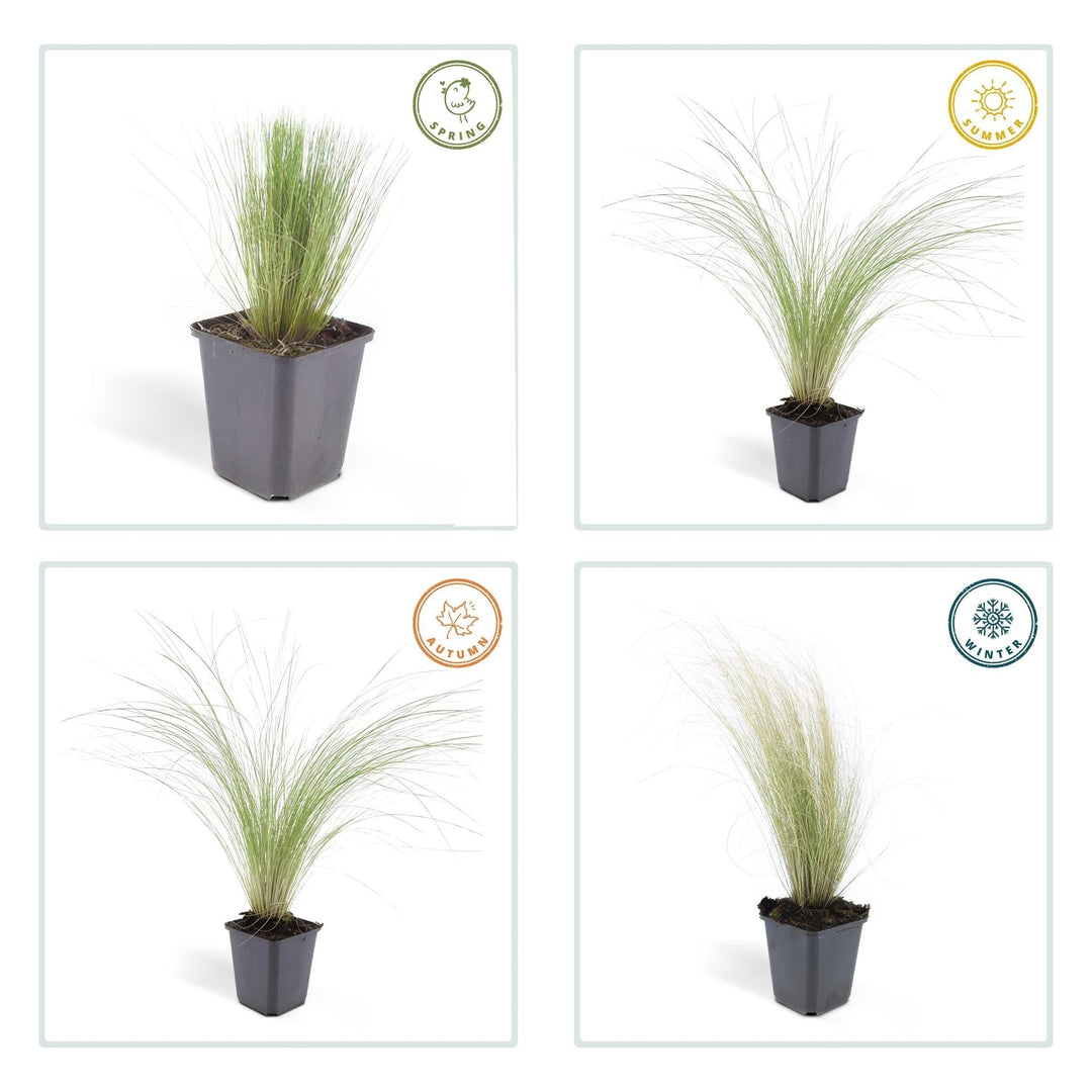 Stipa Tenuissima 'Ponytails' - 20cm - Kamerplant Kopen