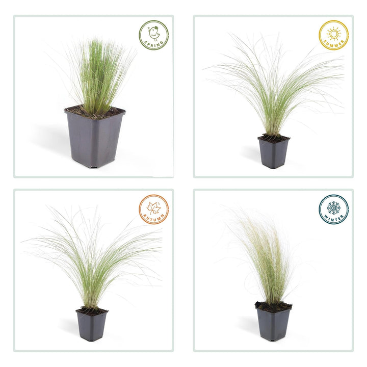 Stipa Tenuissima 'Ponytails' - 20cm - Kamerplant Kopen