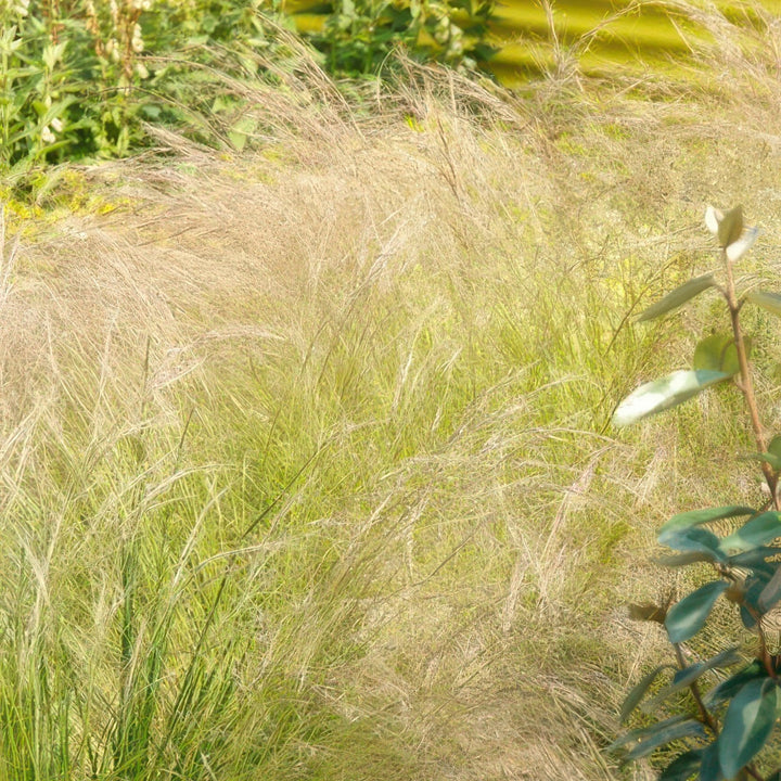 Stipa Tenuissima 'Ponytails' - 20cm - Kamerplant Kopen