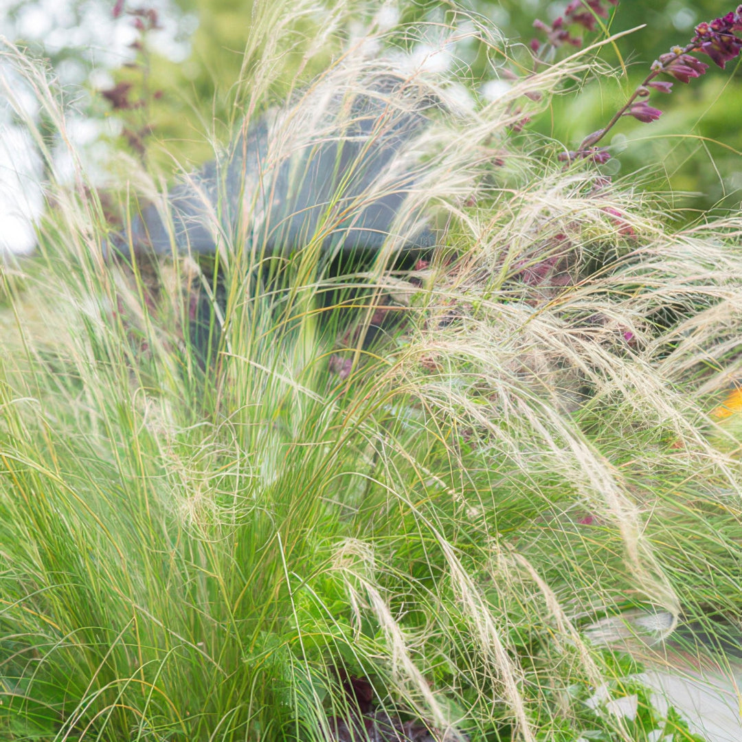 Stipa Tenuissima 'Ponytails' - 20cm - Kamerplant Kopen