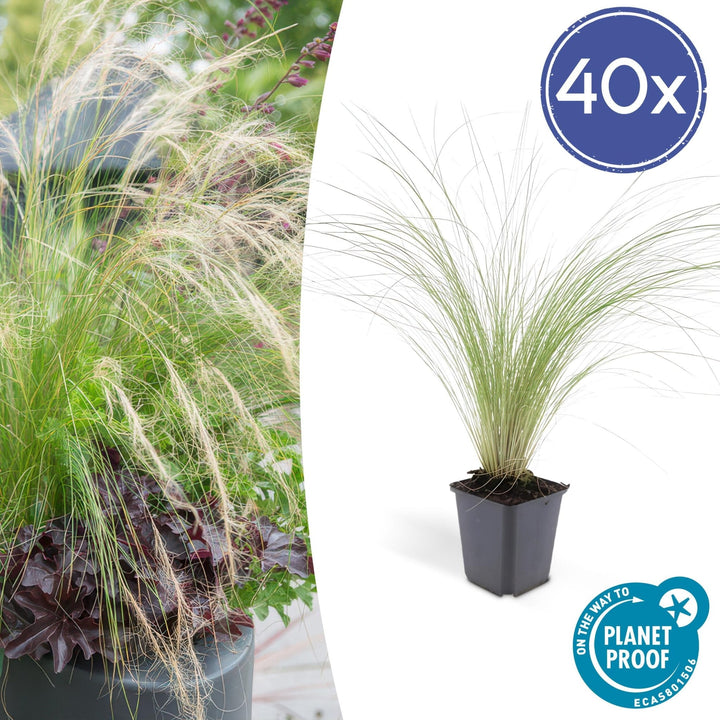 Stipa Tenuissima 'Ponytails' - 20cm - Kamerplant Kopen