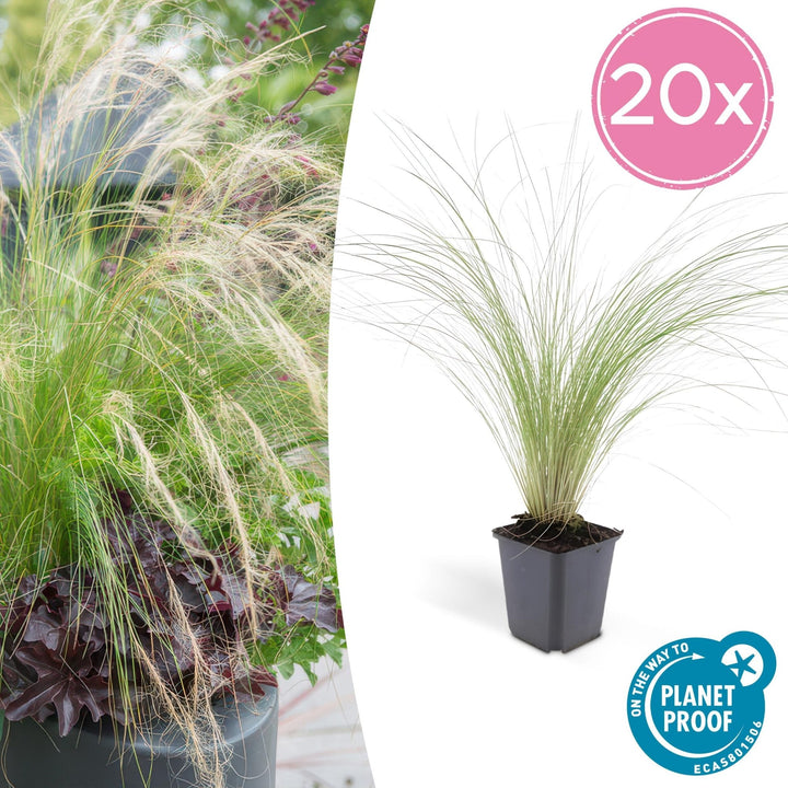 Stipa Tenuissima 'Ponytails' - 20cm - Kamerplant Kopen