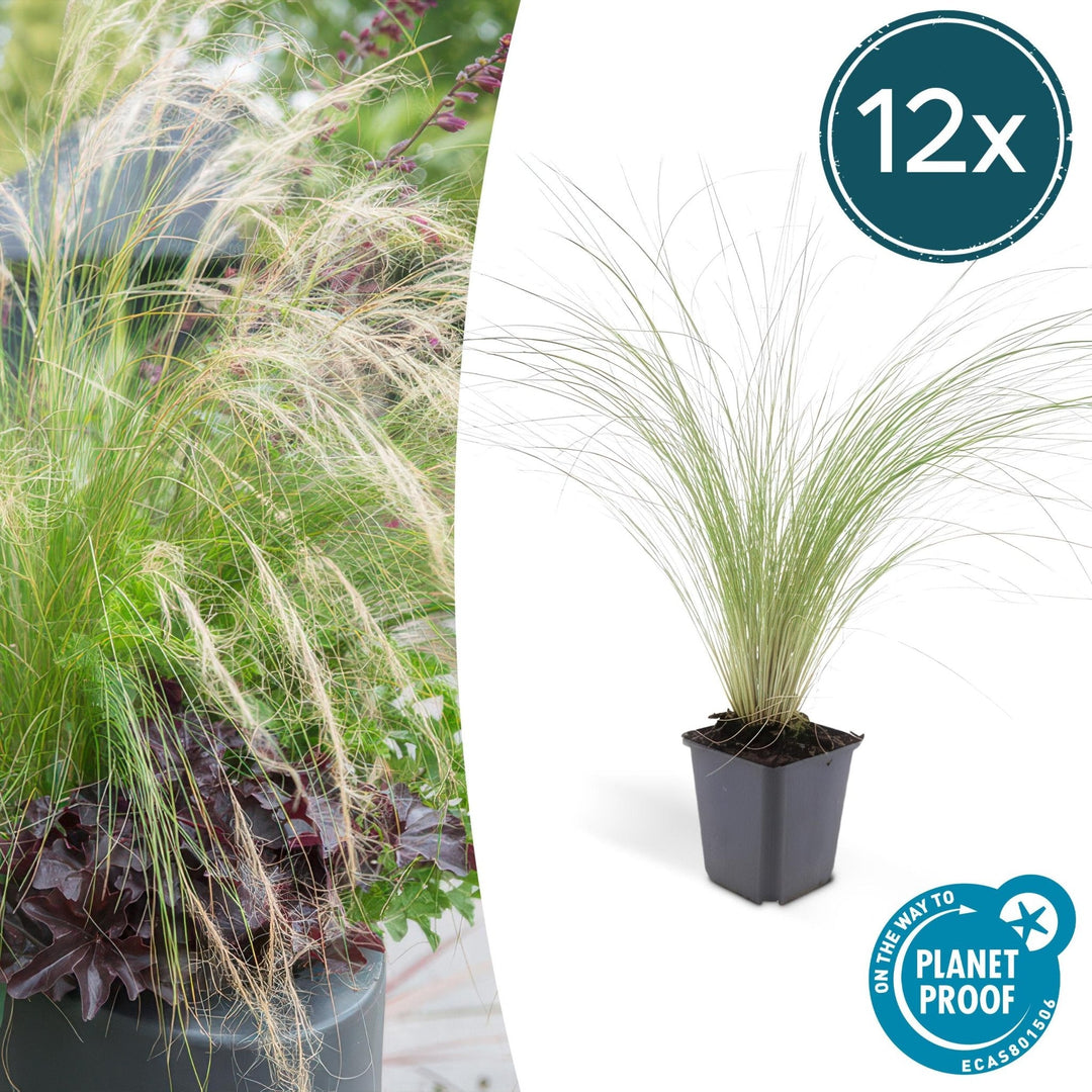 Stipa Tenuissima 'Ponytails' - 20cm - Kamerplant Kopen
