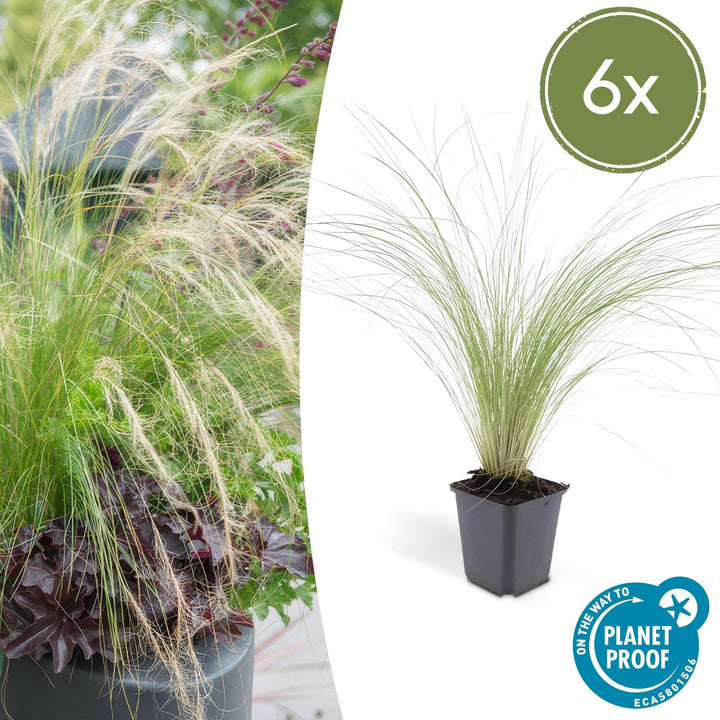 Stipa Tenuissima 'Ponytails' - 20cm - Kamerplant Kopen