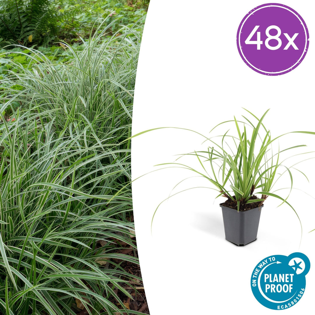 Carex morrowii 'Ice Dance' - 20cm - Acheter une plante d'intérieur
