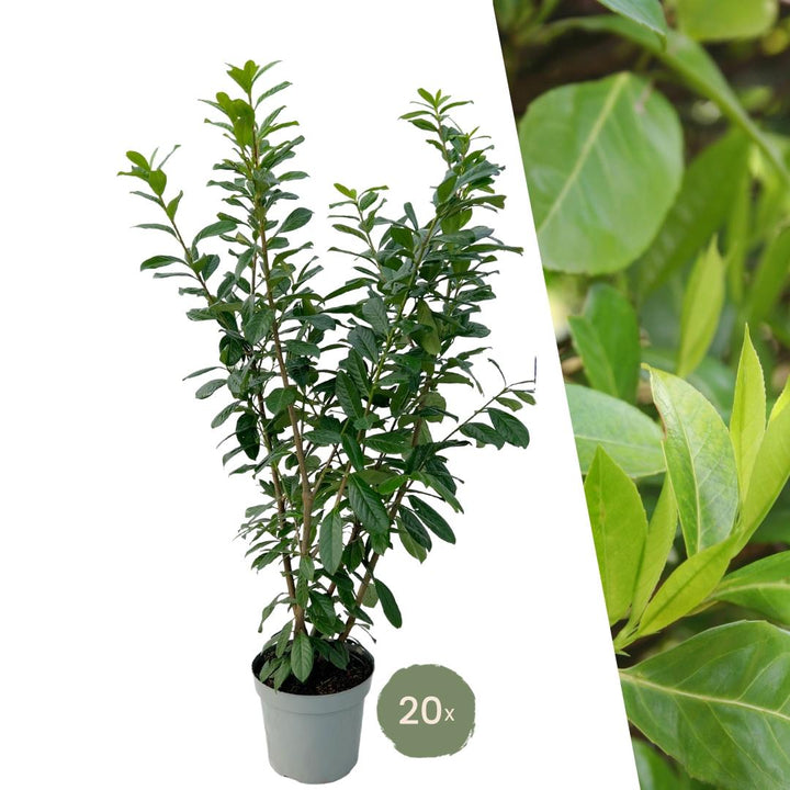 Laurier-cerise 'Rotundifolia' pour haie de 10 mètres linéaires - 130cm