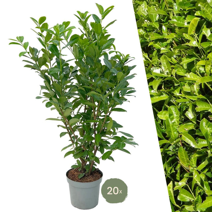 Laurier-cerise Rotundifolia grande pour 10 mètres de haie - 130cm