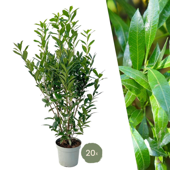 Laurel cerise Caucasica pour 10 mètres de haie - 130 cm
