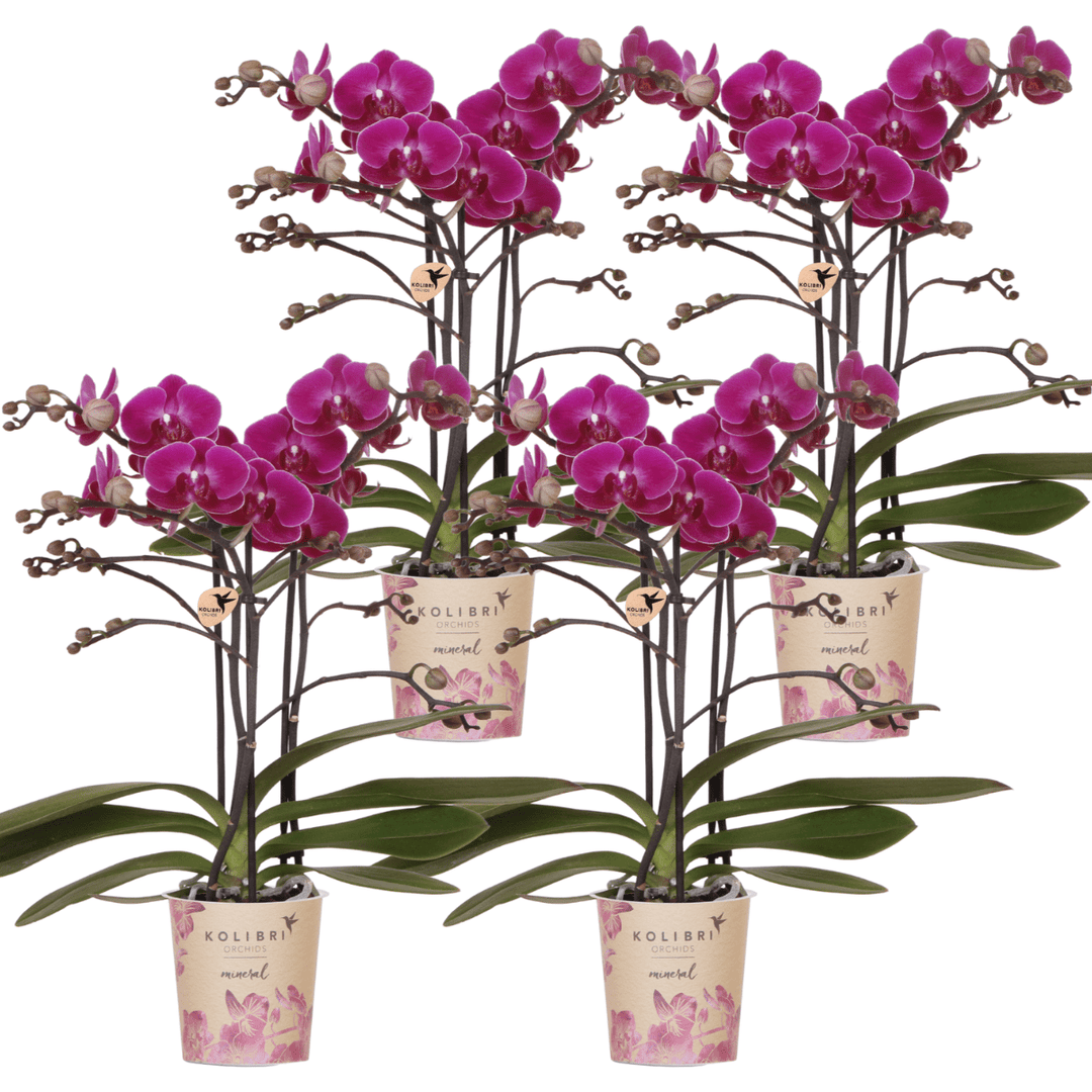 Combi deal - 4 Orchideeën - Phalaenopsis Orchidee