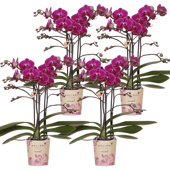 Combi deal - 4 Orchideeën - Phalaenopsis Orchidee