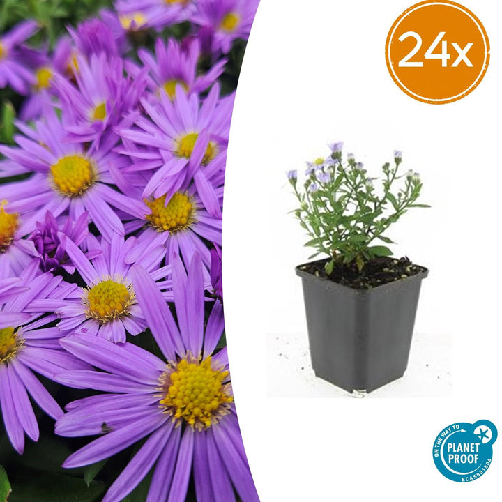 Aster 'Prof. Anton Kippenberg' - 20cm - Kamerplant Kopen