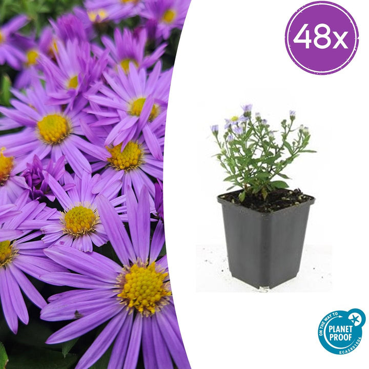 Aster 'Prof. Anton Kippenberg' - 20cm - Kamerplant Kopen