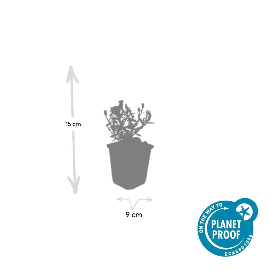 Aster 'Prof. Anton Kippenberg' - 20cm - Kamerplant Kopen