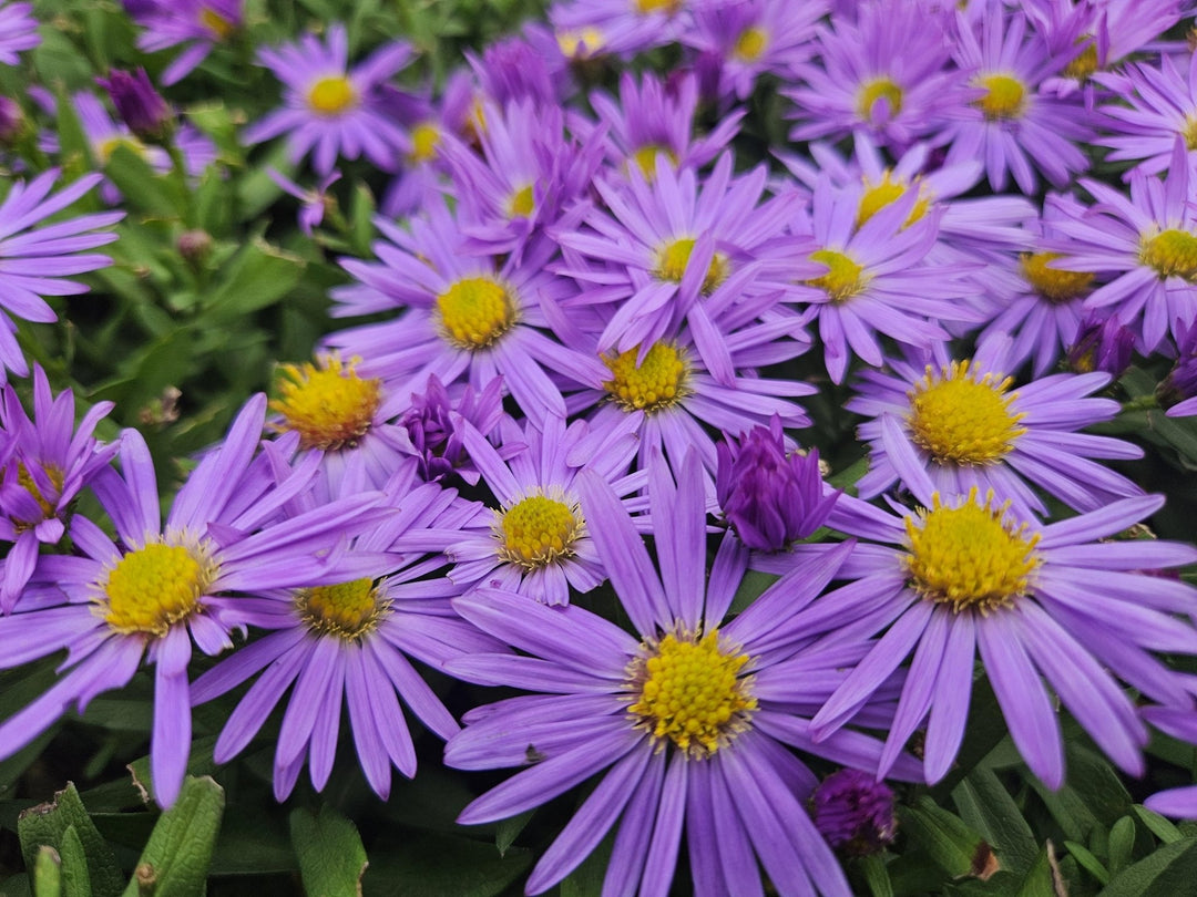 Aster 'Prof. Anton Kippenberg' - 20cm - Kamerplant Kopen
