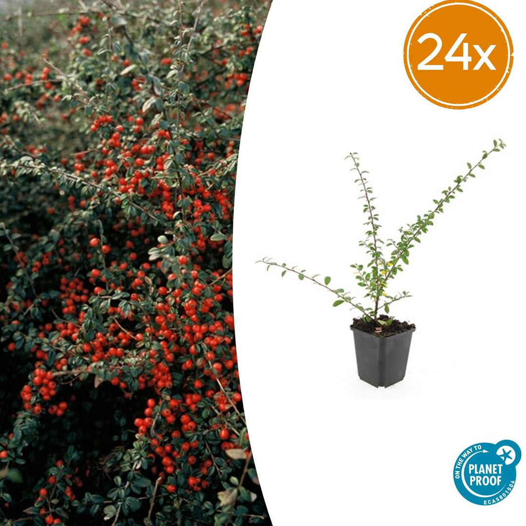 Cotoneaster suecicus 'Coral Beauty' - 20cm