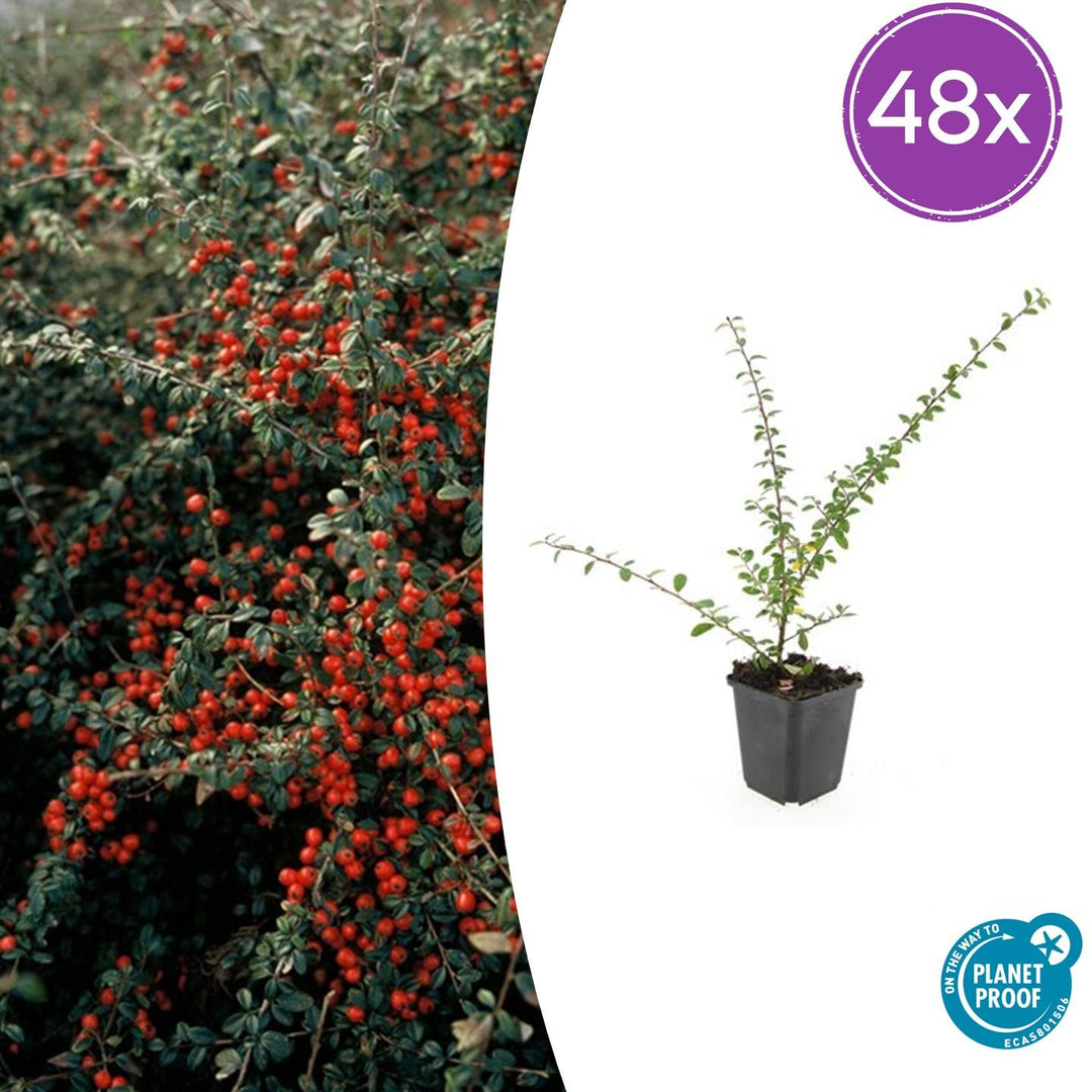 Cotoneaster suecicus 'Coral Beauty' - 20cm