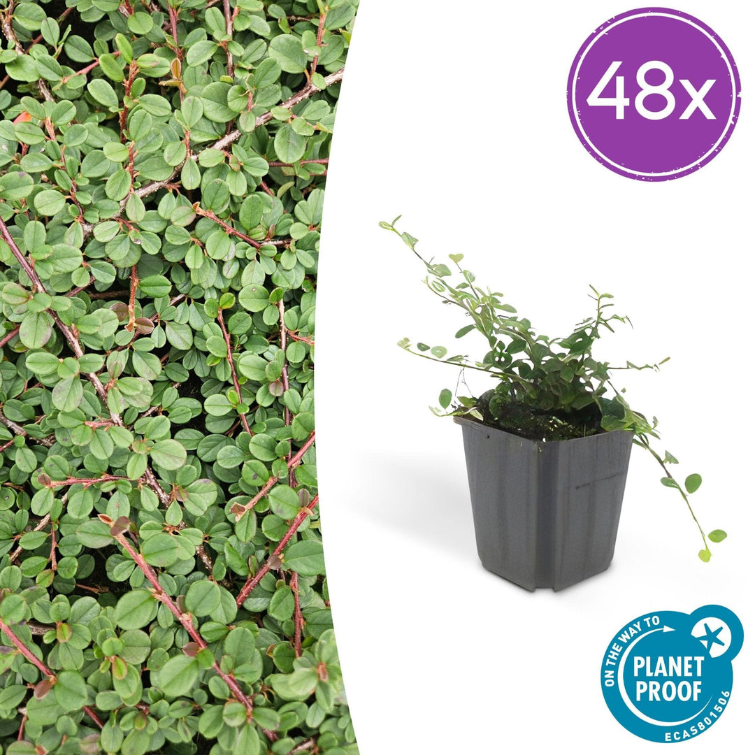Cotoneaster Prostratus 'Queen of Carpets' - 20cm | Acheter