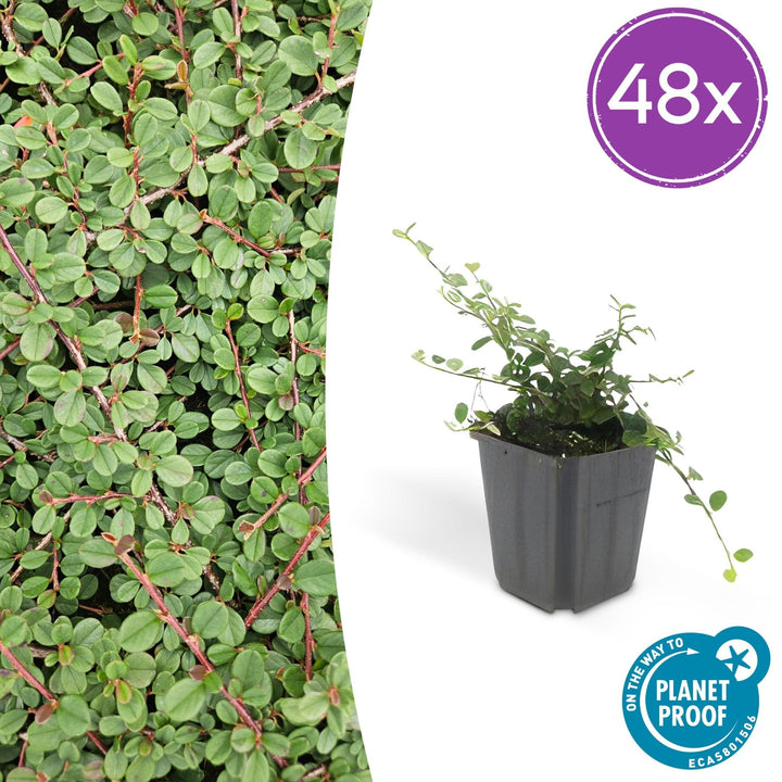 Cotoneaster Prostratus 'Queen of Carpets' - 20cm | Acheter