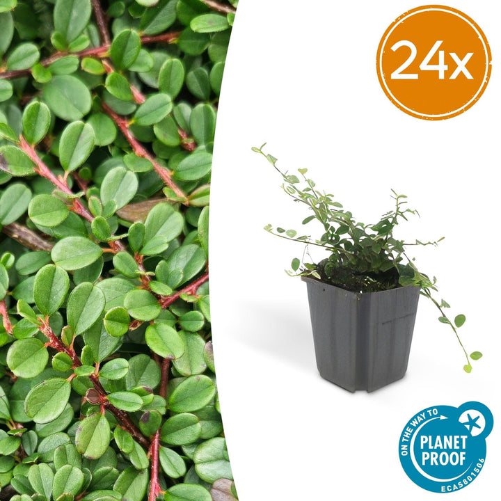 Cotoneaster pro 'Streib's Findling' - 20cm