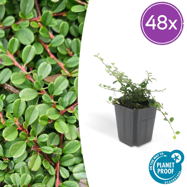 Cotoneaster pro 'Streib's Findling' - 20cm