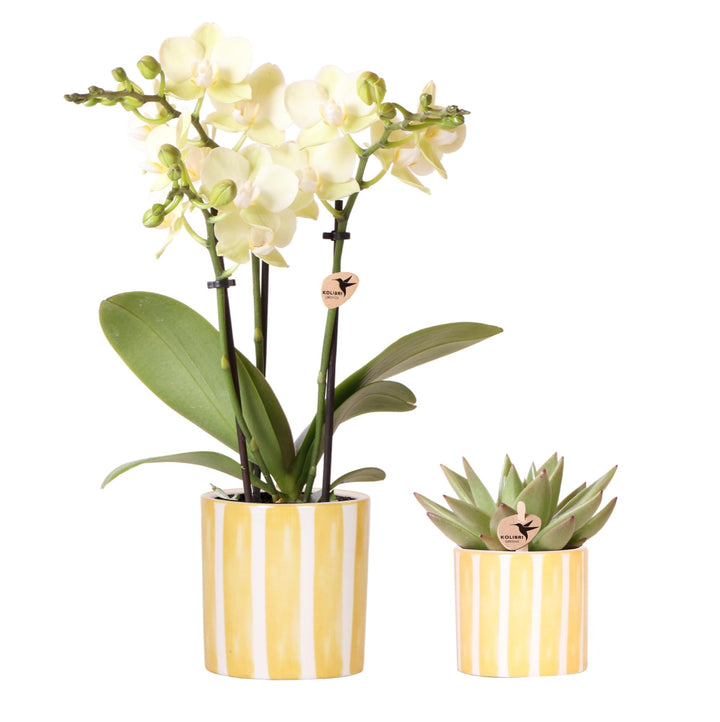 Combi deal - Orchidee Mexico + Succulent inclusief sierpotten Painted