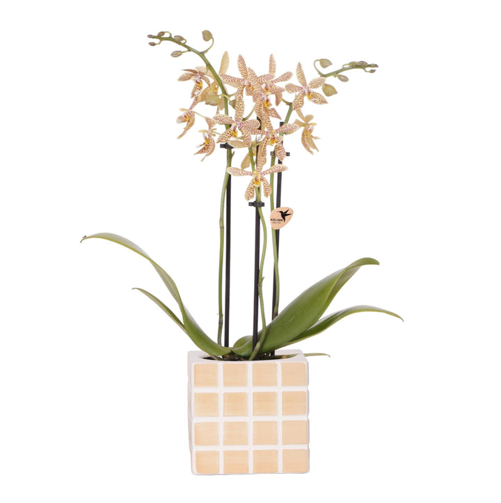 Orchidee (Phalaenopsis) inclusief pot Mosa - Phalaenopsis Orchidee