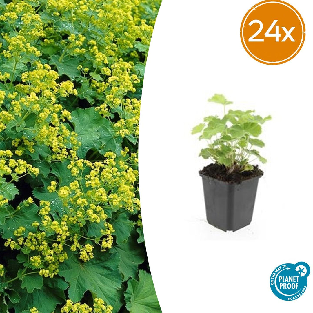 Alchemilla Mollis - 20cm - Kamerplant Kopen