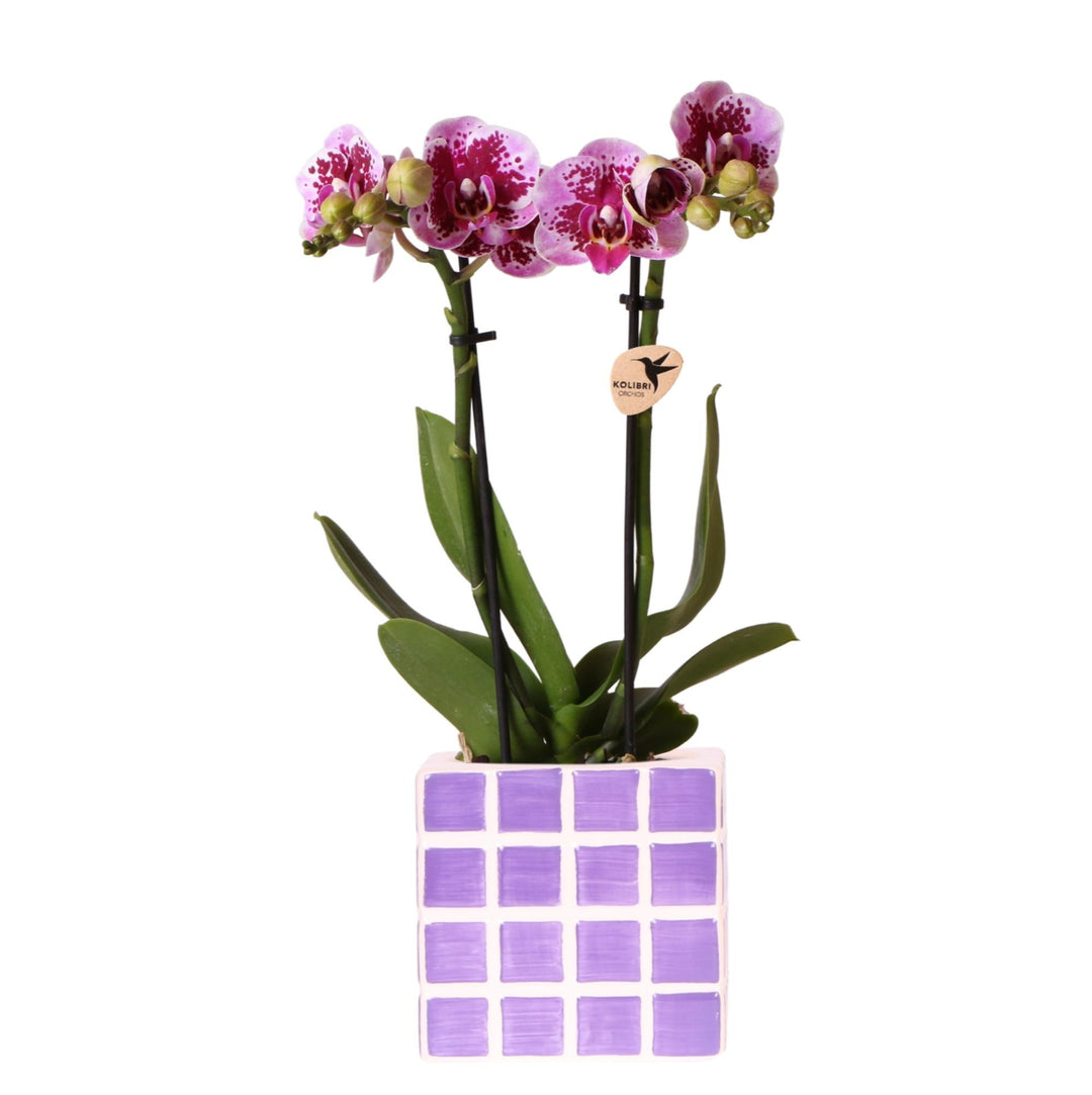 Orchidee (Phalaenopsis) inclusief pot Mosa - Phalaenopsis Orchidee