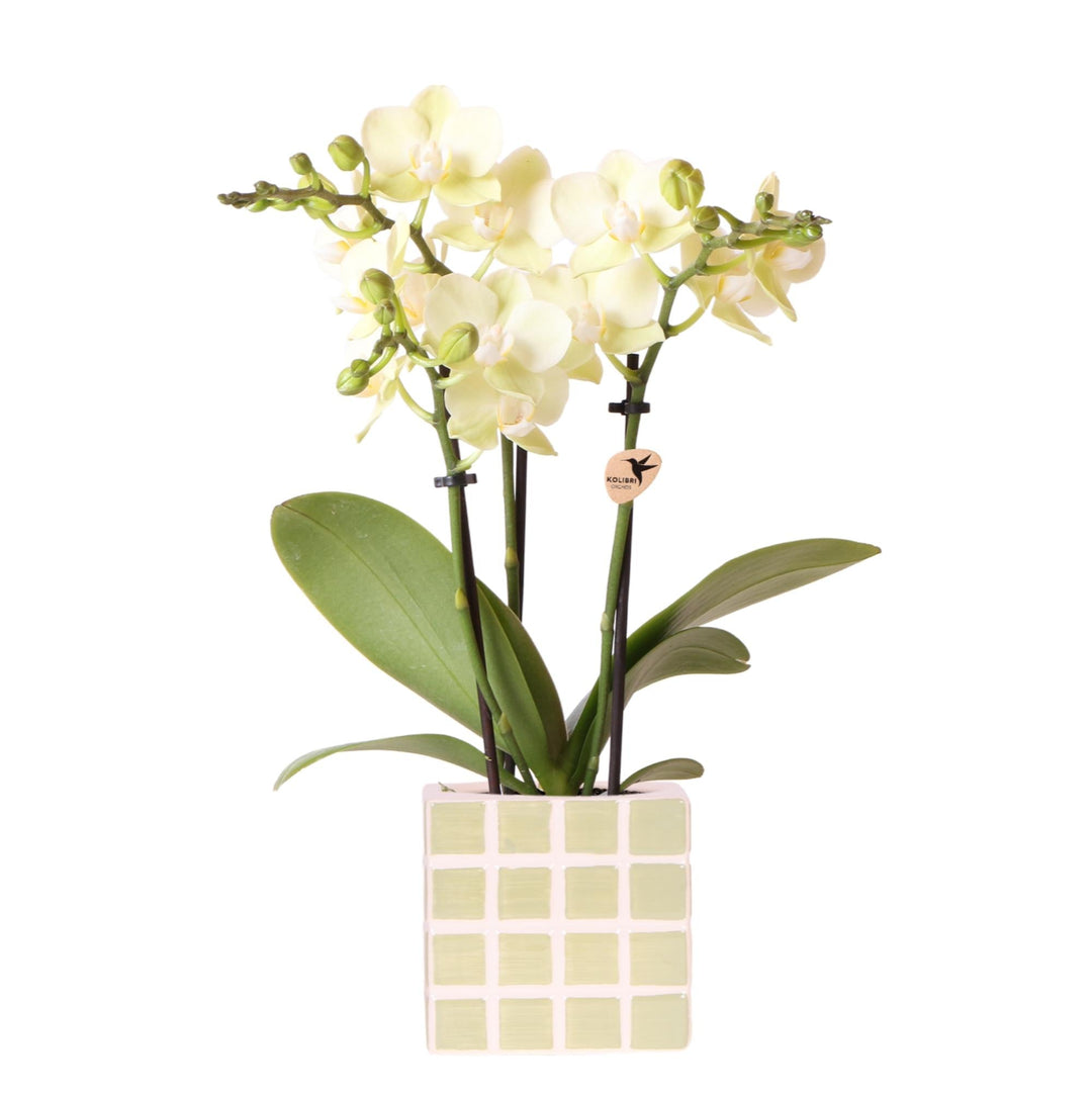 Orchidee (Phalaenopsis) inclusief pot Mosa - Phalaenopsis Orchidee