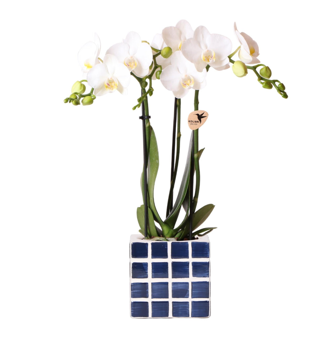 Orchidee (Phalaenopsis) inclusief pot Mosa - Phalaenopsis Orchidee