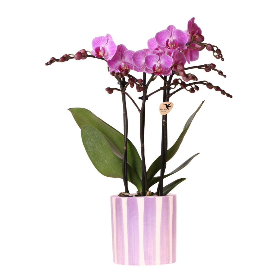 Orchidee (Phalaenopsis) inclusief pot 'Painted Stripe'
