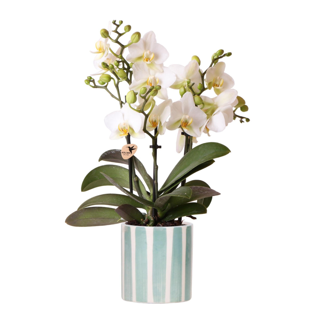 Orchidee (Phalaenopsis) inclusief pot 'Painted Stripe'