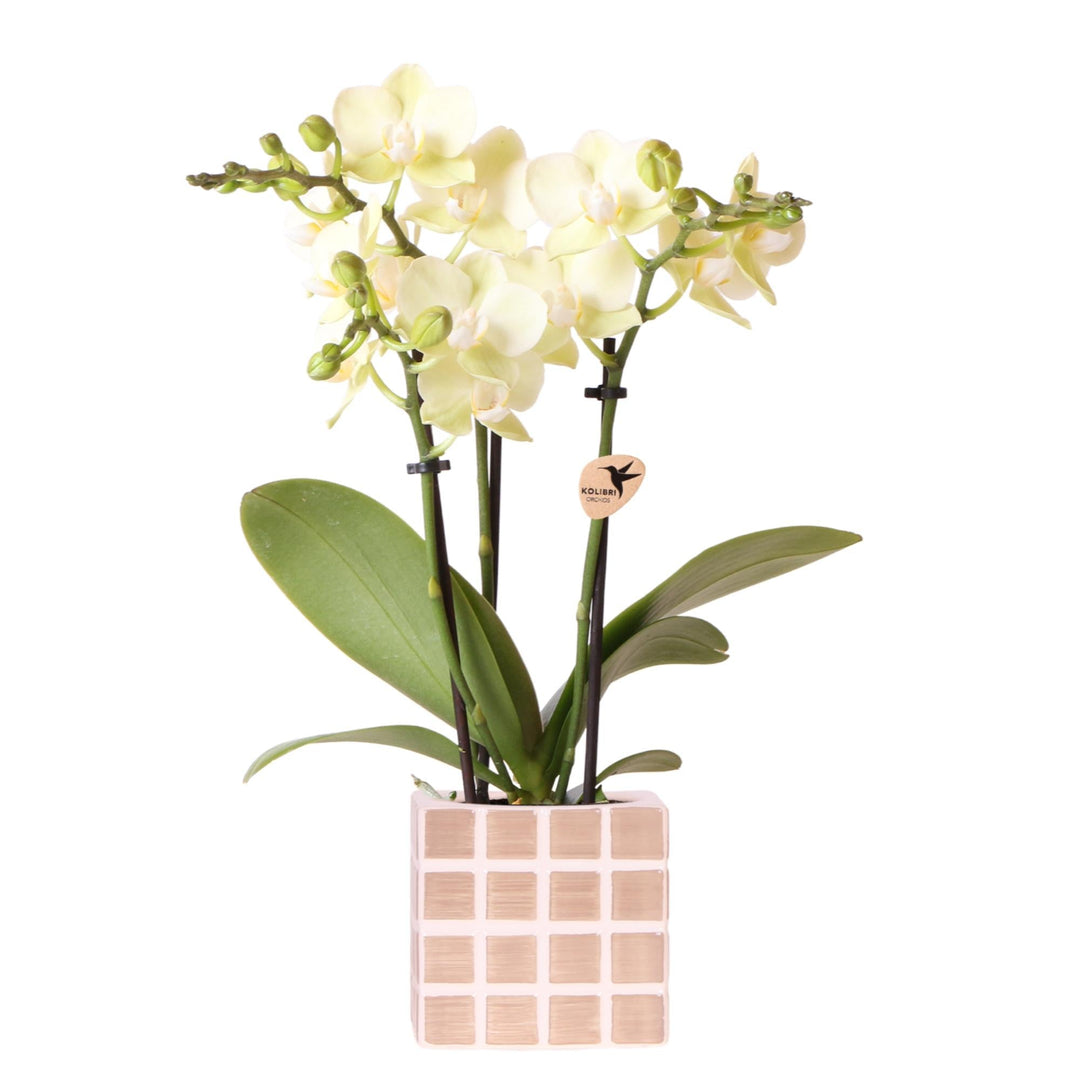 Orchidee (Phalaenopsis) inclusief pot Mosa - Phalaenopsis Orchidee