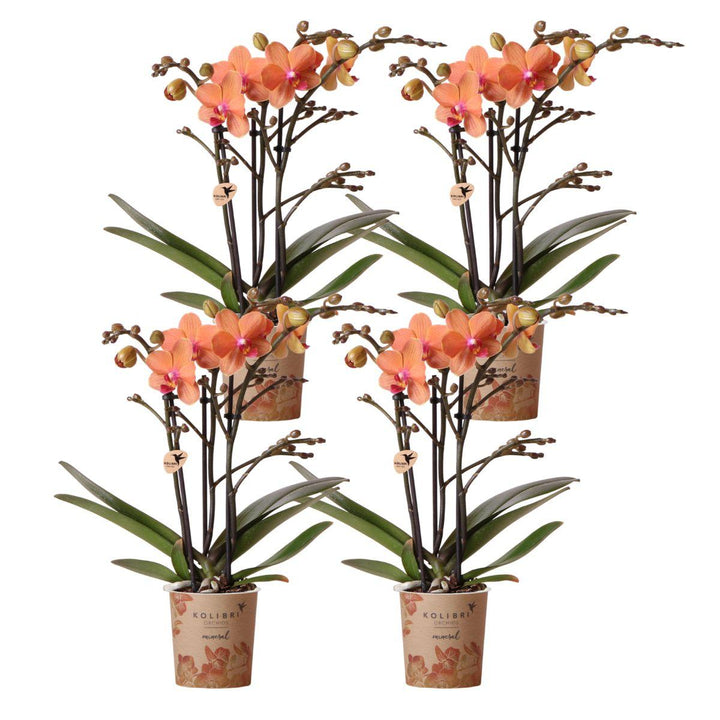 Combi deal - 4 Orchideeën - Phalaenopsis Orchidee