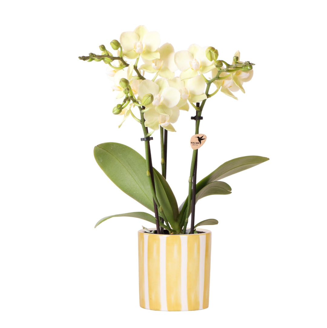 Orchidee (Phalaenopsis) inclusief pot 'Painted Stripe'