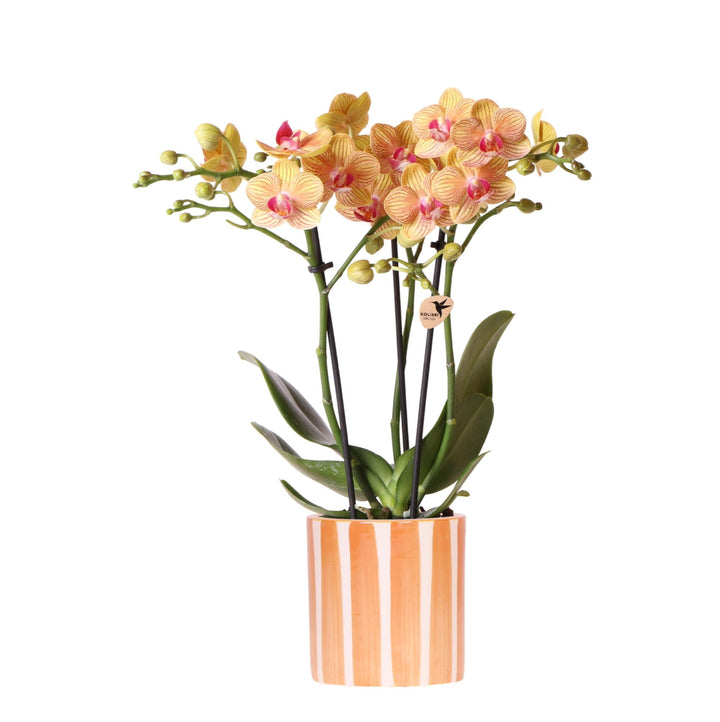 Orchidee (Phalaenopsis) inclusief pot 'Painted Stripe'