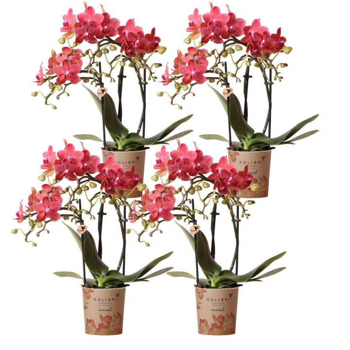 Combi deal - 4 Orchideeën - Phalaenopsis Orchidee
