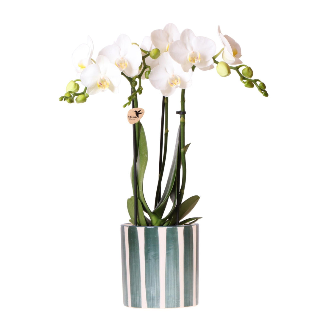 Orchidee (Phalaenopsis) inclusief pot 'Painted Stripe'