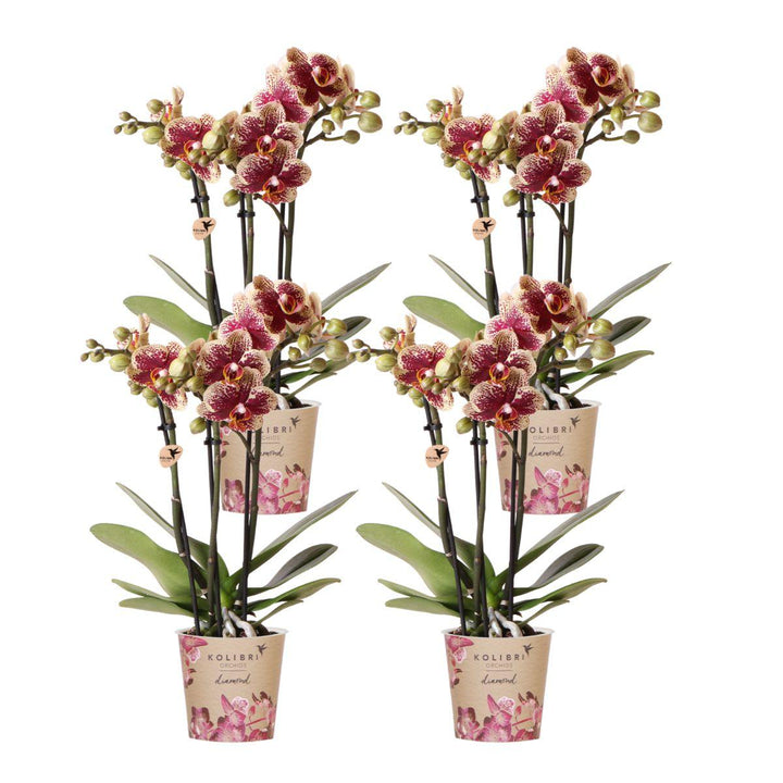 Combi deal - 4 Orchideeën - Phalaenopsis Orchidee