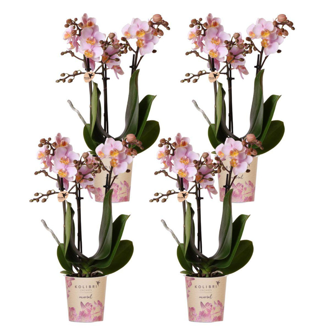 Combi deal - 4 Orchideeën - Phalaenopsis Orchidee