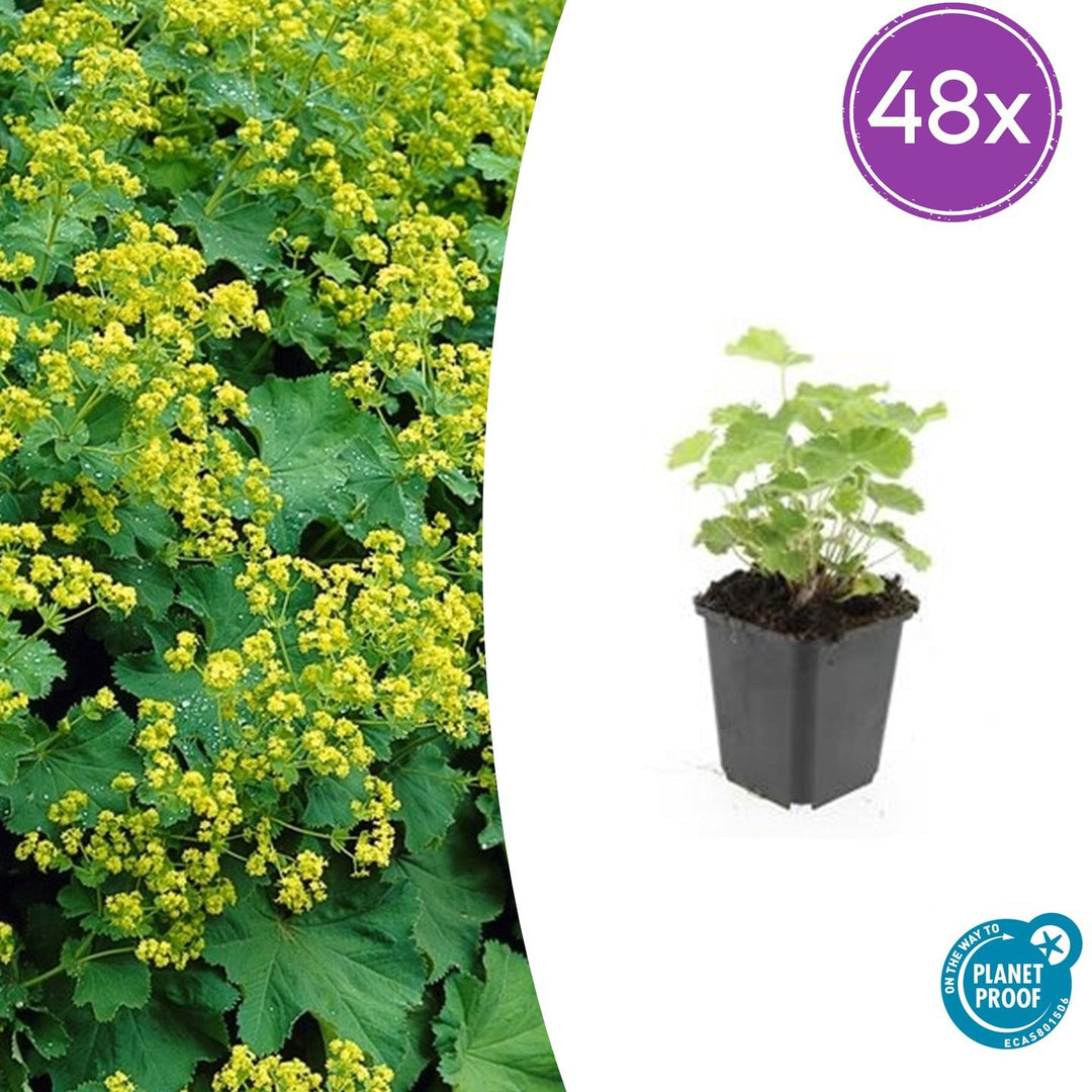 Alchemilla Mollis - 20cm - Kamerplant Kopen