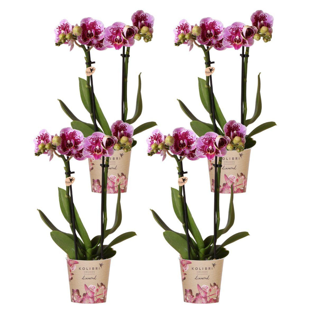 Combi deal - 4 Orchideeën - Phalaenopsis Orchidee