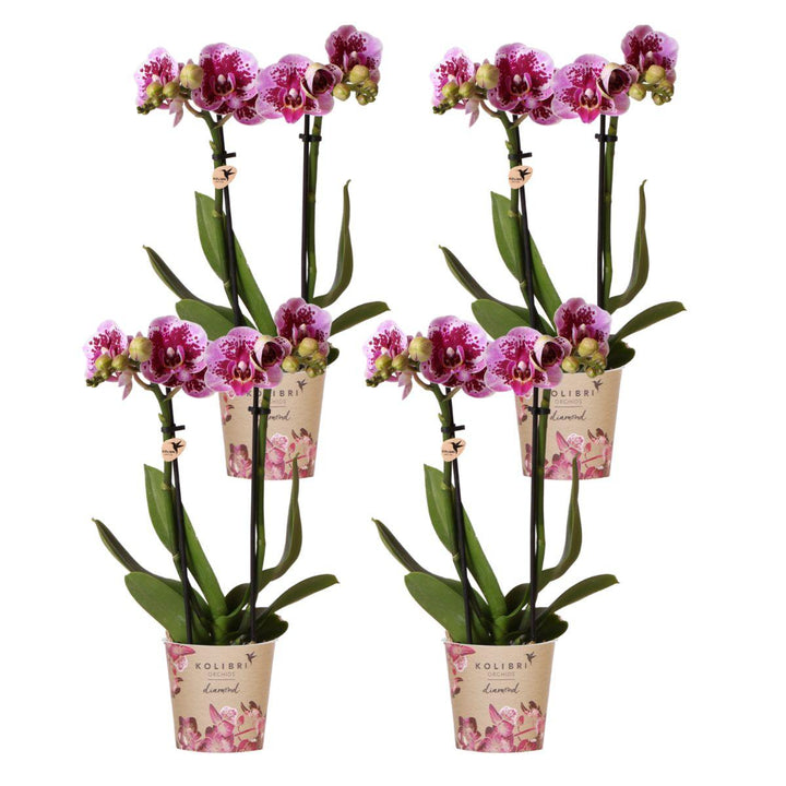 Combi deal - 4 Orchideeën - Phalaenopsis Orchidee