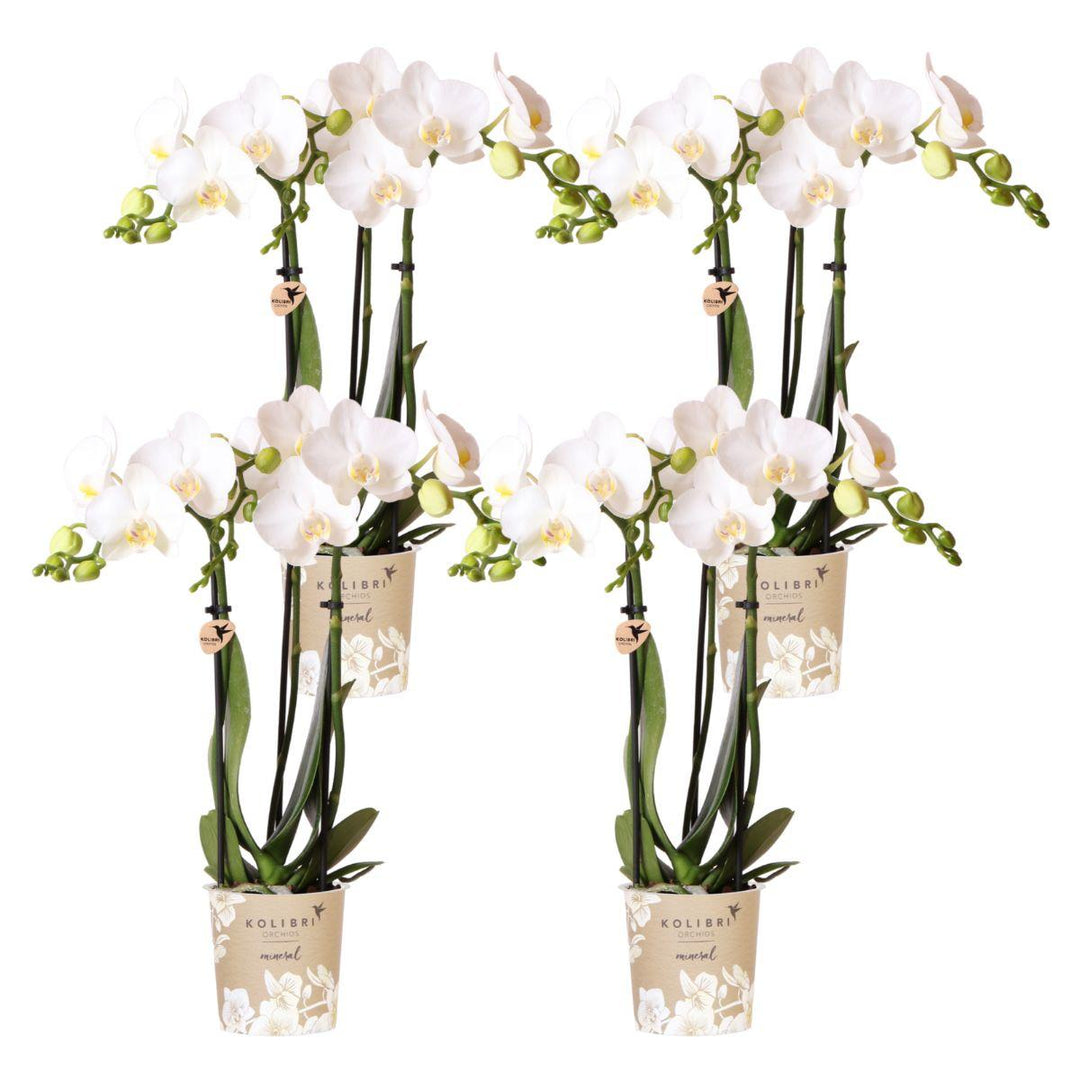 Combi deal - 4 Orchideeën - Phalaenopsis Orchidee