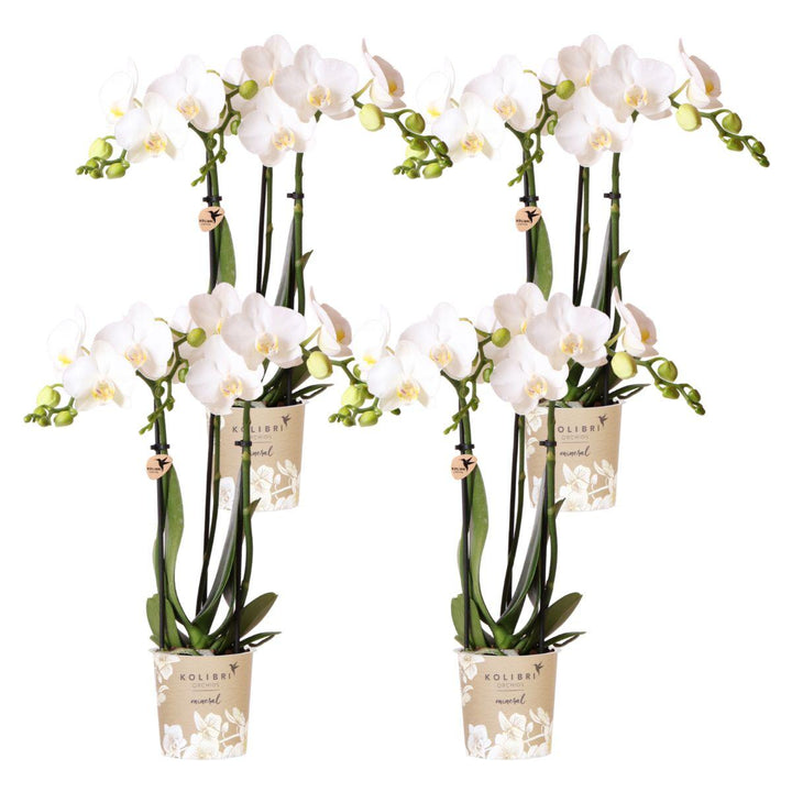 Combi deal - 4 Orchideeën - Phalaenopsis Orchidee