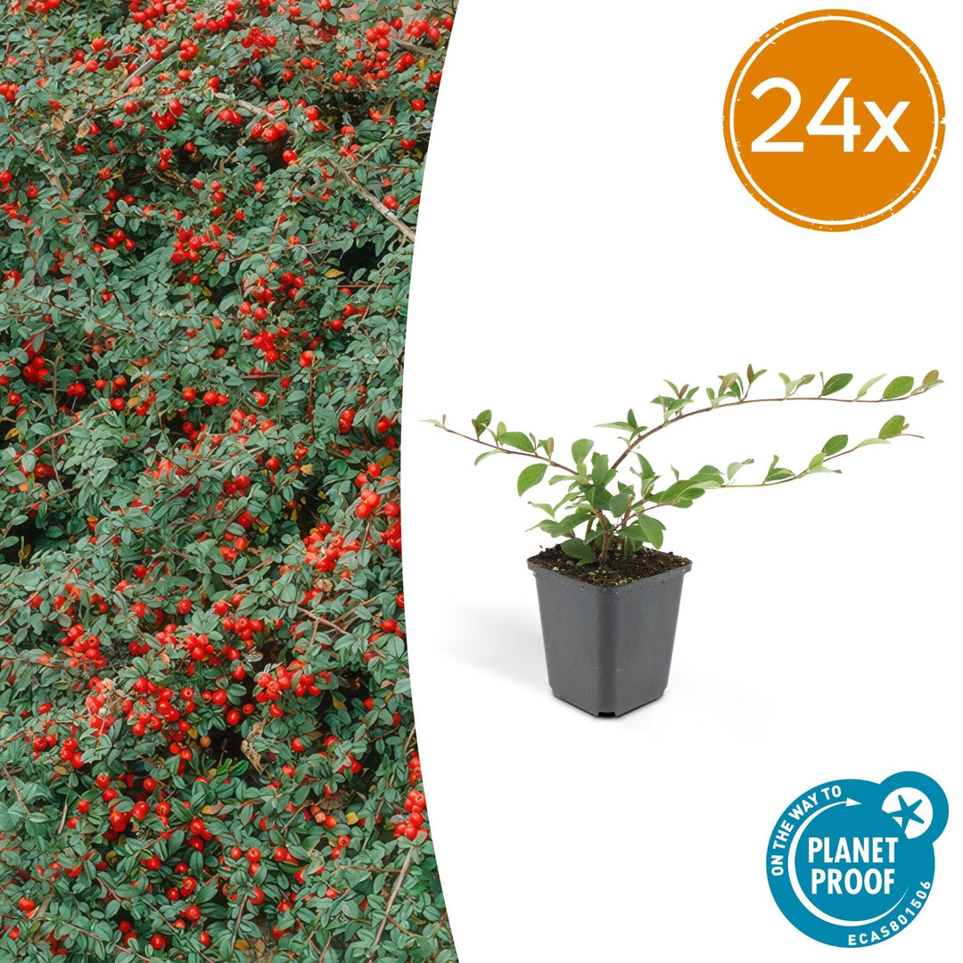 Cotoneaster Dammeri 'Major' - 25cm - Acheter une plante d'intérieur